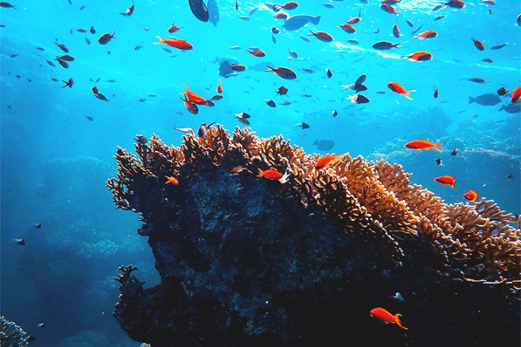 Công Viên San Hô Namaste - Phú Quốc